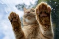 Bottom view of cat paws through glass Royalty Free Stock Photo