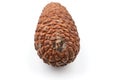 bottom view at a closed pine cone isolated on white Royalty Free Stock Photo