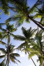 Bottom view of coconut palms. Saona island beach Royalty Free Stock Photo