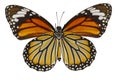 Bottom view of common tiger butterfly & x28; Danaus genutia & x29; on whit
