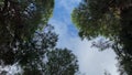 bottom view of coniferous trees and blue sky with clouds. gyration