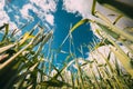 Bottom View Countryside Rural Wheat Field Meadow Landscape In Summer Sunny Day. Scenic Sky With Clouds Royalty Free Stock Photo