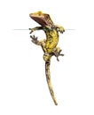 Bottom view of a crested gecko climbing a window and viewed through the glass, showing its suction toe-pads, isolated on white