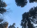 Bottom view of the crown of the tops of natural trees with green leaves and branches against the blue sky Royalty Free Stock Photo