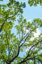 Bottom view of the crowns of tall trees against the blue sky. Abstract natural vegetative background