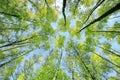 Natural background bottom view of the crowns and the tops of birch trees stretch to the blue clear sky with bright green young Royalty Free Stock Photo