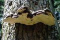 Bottom view of a crying mushroom growing on a tree trunk close up against a background of bark Royalty Free Stock Photo