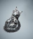 Bottom view of cute kitten sitting on glass table