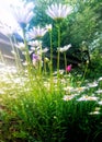 Bottom view. Daisies reaching up to the early morning sun. Simple beauty of spring, hopeful and spiritual.