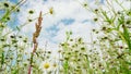 Bottom view of daisy flowers against blue sky with clouds in rainy day. Summer. Natural background Royalty Free Stock Photo