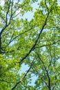 Bottom view of dense green crowns of tall trees against a blue sky. Abstract natural vegetative background