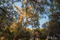 Bottom view of dense tree branches - Mediterranean flora