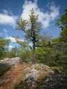 Bottom view of a detached deciduous tree on a rocky hill, Pezinska Baba, Slovakia Royalty Free Stock Photo