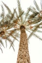 Bottom view on exotic palm and blue sky