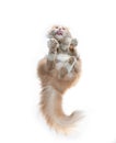 Bottom view of fluffy maine coon cat Royalty Free Stock Photo