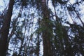 Bottom view of forest trees and blue sky as background Royalty Free Stock Photo