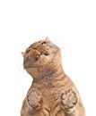 Bottom view of funny ginger cat eating treats. Royalty Free Stock Photo