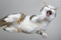 Bottom view of funny tabby cat eating treats. Royalty Free Stock Photo