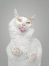 Bottom view of funny tabby cat licking the screen. Royalty Free Stock Photo