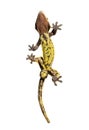 Bottom view through the glass of a Crested gecko showing its suction toe-pads, Correlophus ciliatus, isolated on white