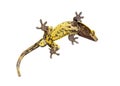 Bottom view through the glass of a Crested gecko showing its suction toe-pads, Correlophus ciliatus, isolated on white