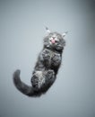 Bottom view of cute kitten licking glass table