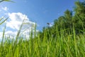 The spider wove a web between blades of grass. Against the blue sky Royalty Free Stock Photo