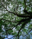 Bottom view of green tree and branches with bright blue sky and white cloud. Bottom view background of tree with green leaves. Royalty Free Stock Photo