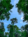 Bottom view of green tree in tropical forest with bright blue sky and white cloud. Bottom view background of tree with green leave Royalty Free Stock Photo