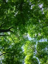 Green trees top in park blue sky Royalty Free Stock Photo