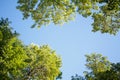 Bottom view of green trees top in forest blue sky and sun beams shining through leaves Royalty Free Stock Photo