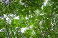 Bottom view group of green leaf of tree in tropical forest