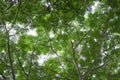 Bottom view group of green leaf of tree in tropical forest