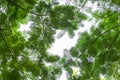 Bottom view group of green leaf of tree in tropical forest