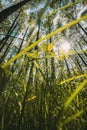 Bottom View Of Growing Small Young Sprigs Spring Green Trees. Sun Sunrays Shine Through Fresh Vegetation And Branches