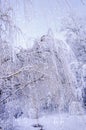 Bottom view on hanging willow branches on ice in snow. Royalty Free Stock Photo