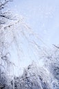 Bottom view on hanging willow branches on ice in snow. Royalty Free Stock Photo