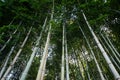 Bottom view in high bamboo forest in Georgia