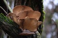 Bottom view of a huge older brown oyster mushroom (hiratake) growing on a white willow trunk covered with moss.