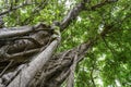 Bottom view of the intertwining roots rise up to the trunk of a rising Banyan tree