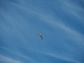 Bottom view, Ivory seagull flying across a blue sky Royalty Free Stock Photo