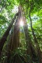 Bottom view of a large banyan tree at sunrise Royalty Free Stock Photo