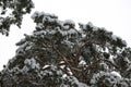 Bottom view of a large branched evergreen pine tree covered with fresh fluffy snow in a frosty winter season Royalty Free Stock Photo