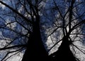 Bottom view on large branching tree without leaves over cloudy sky Royalty Free Stock Photo
