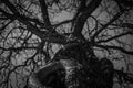 Bottom view of leafless tree. Looking up view of dead tree. Silhouette dead tree on dark dramatic sky background for scary