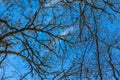 Bottom view of leafless trees and blue sky. Abstract natural background Royalty Free Stock Photo