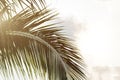 Bottom view leaves of coconut palm tree