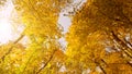 Bottom view of the lush bright yellow autumn foliage of trees and the rays of the sun against the sky Royalty Free Stock Photo