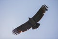 Bottom view of majestic condor flying over you in the colca canyon in chivay, peru