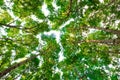 bottom view of mangrove tree in jungle and lighting of morning.forest and environment concept